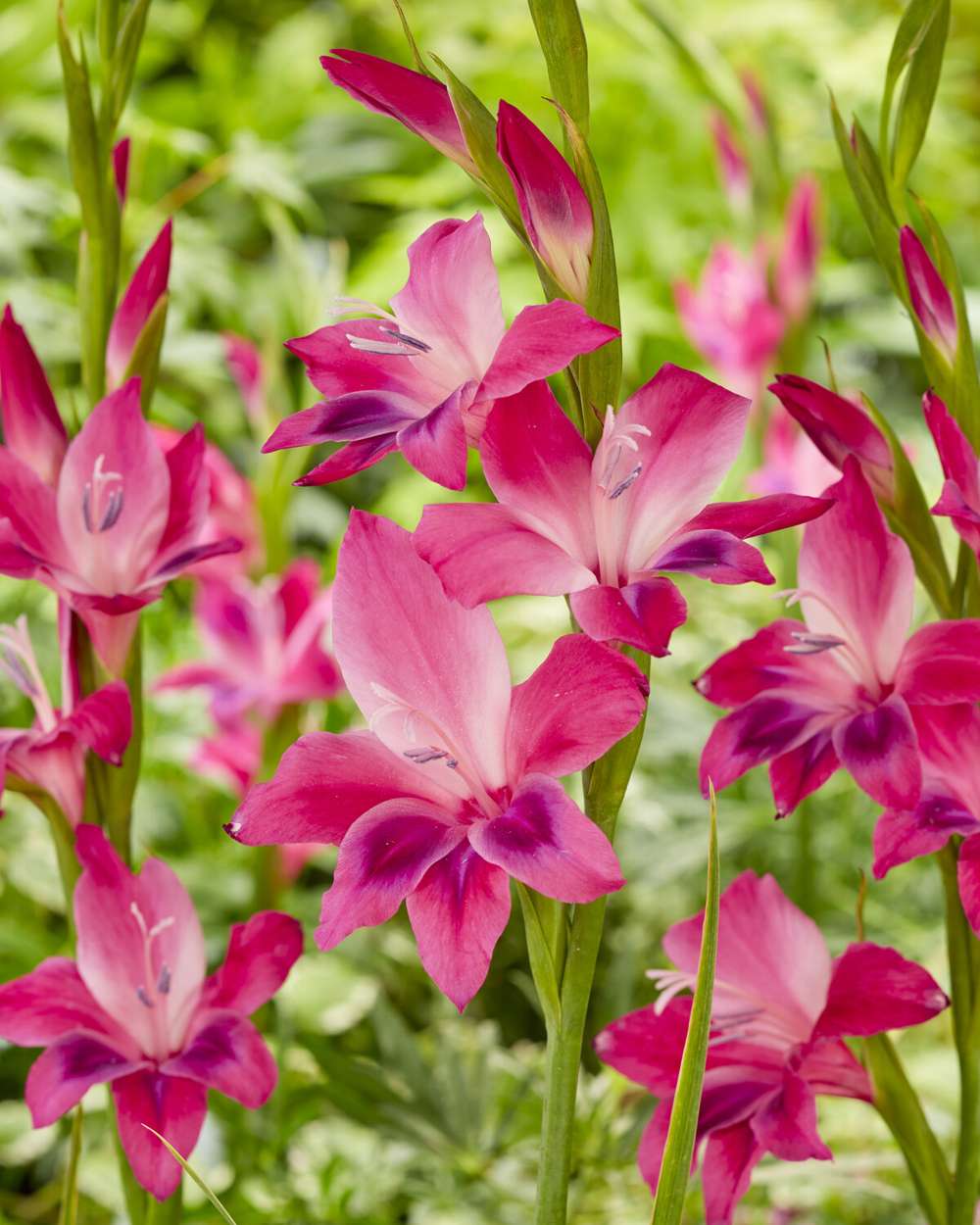 Gladiolus 'Ramo Vulcano'